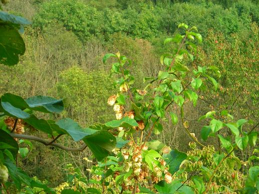 Thecla betulae di nuovo in giardino